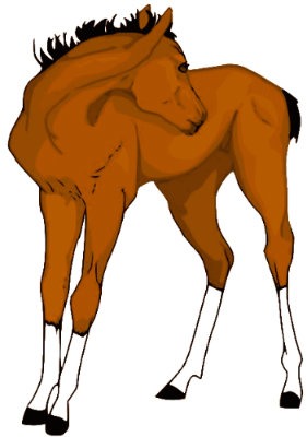 foal2.jpg